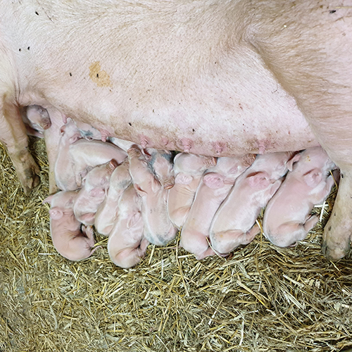 Djurskötare kultingar